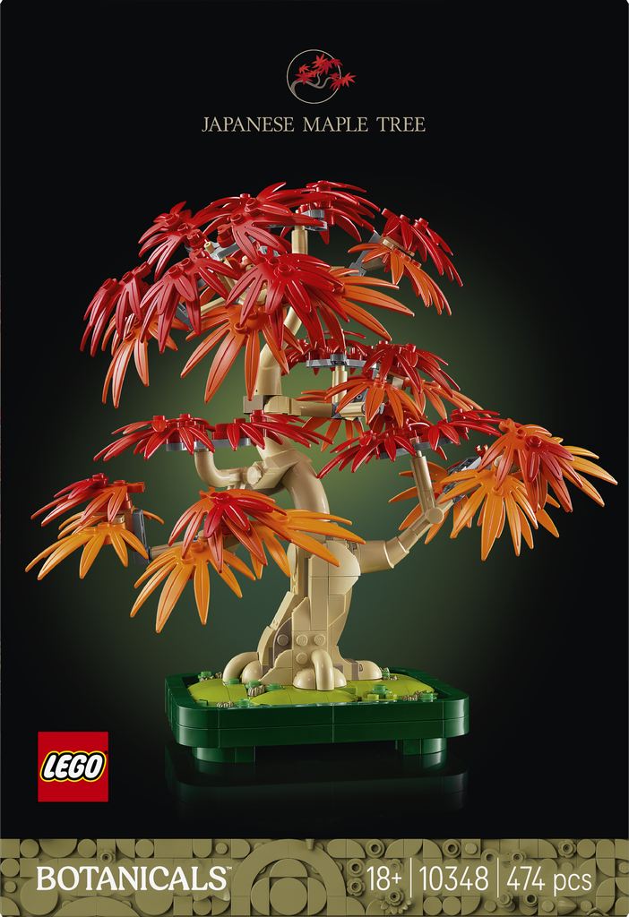 Japanese Red Maple Bonsai Tree 10348